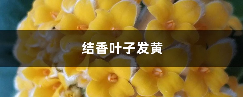 結(jié)香黃葉的原因和處理辦法