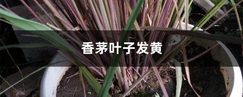 香茅黃葉的原因和處理辦法