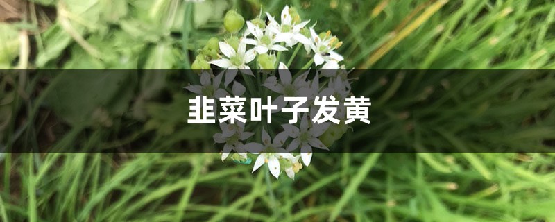 韭菜黃葉的原因和處理辦法