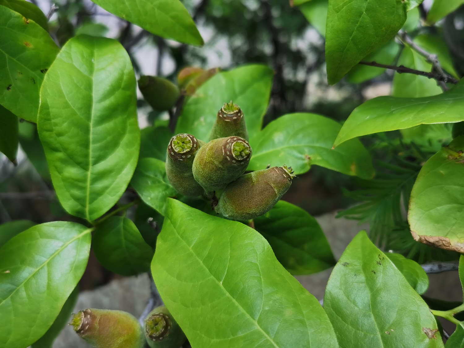 淄博適合養(yǎng)什么花，市花和市樹(shù)是什么