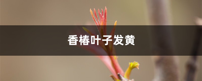 香椿黃葉的原因和處理辦法