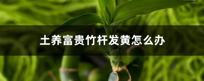 土養(yǎng)富貴竹桿發(fā)黃怎么辦，桿黃了會(huì)變綠嗎