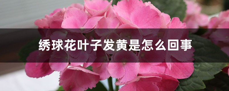 繡球花葉子發(fā)黃是怎么回事