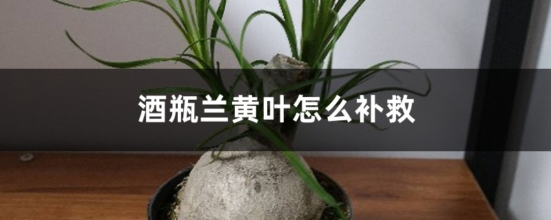 酒瓶蘭黃葉的原因和處理辦法