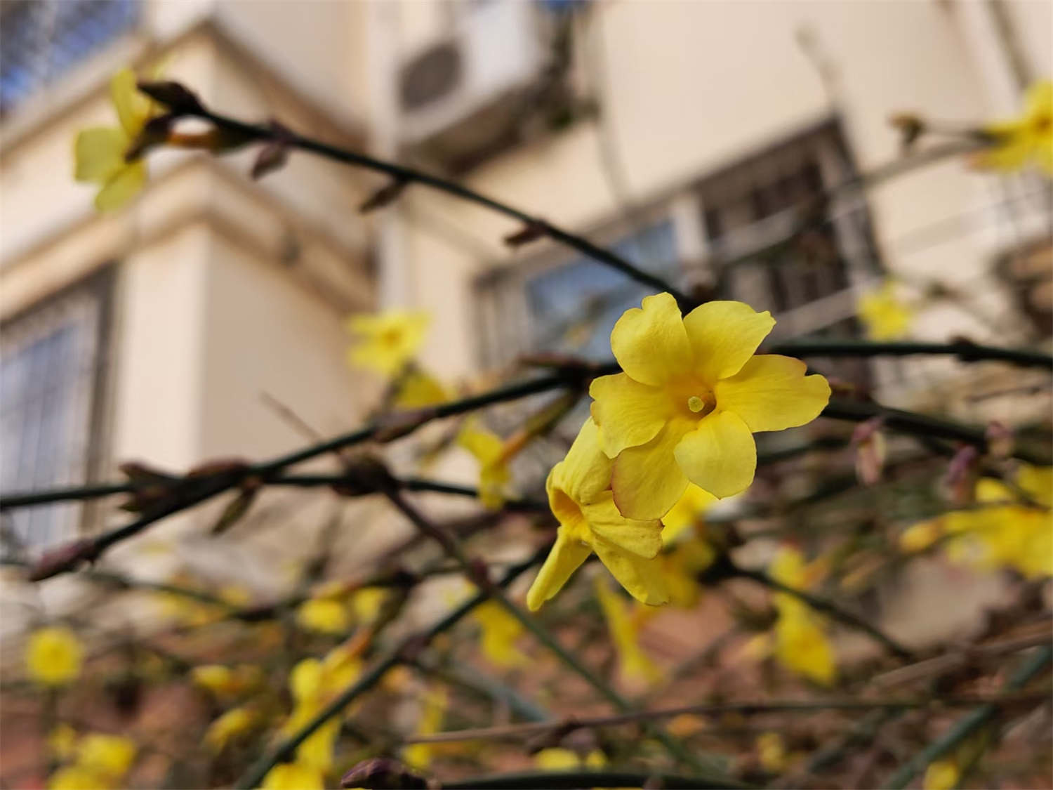 菏澤適合養(yǎng)什么花，市花和市樹(shù)是什么