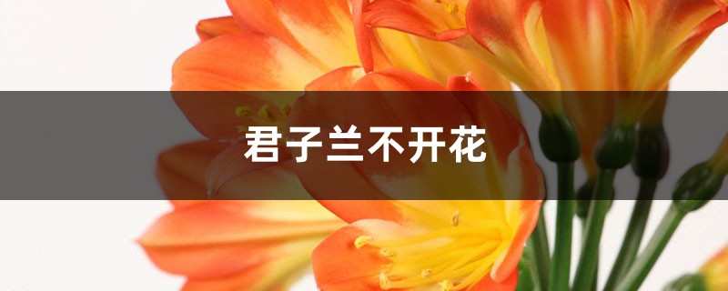 君子蘭不開花是什么原因，需要怎么處理