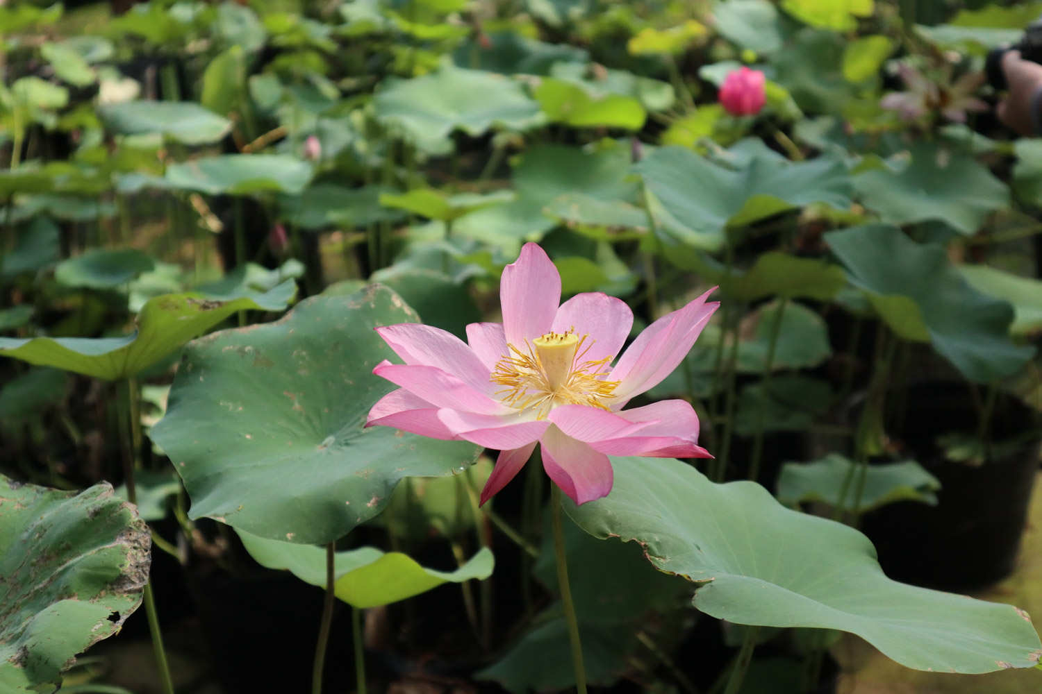 濟(jì)寧適合養(yǎng)什么花，市花和市樹(shù)是什么