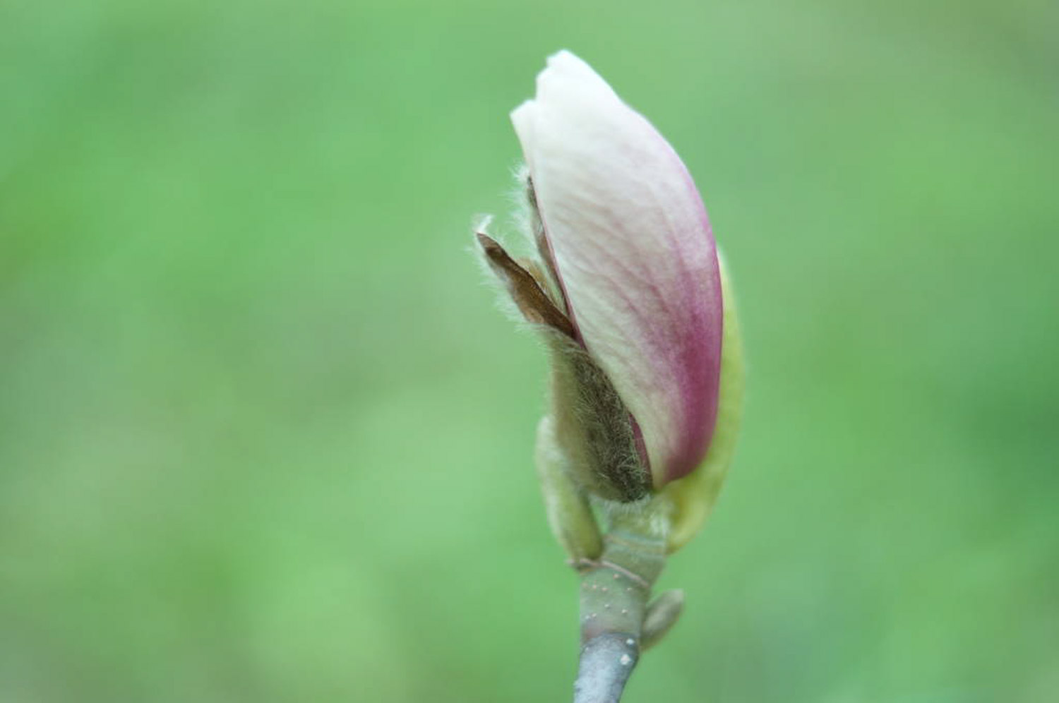 衡陽適合養(yǎng)什么花，市花和市樹是什么