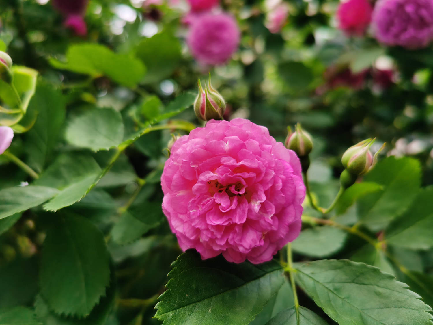 德陽(yáng)適合養(yǎng)什么花，市花和市樹(shù)是什么