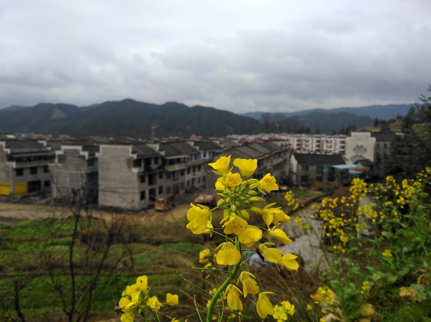 宣城適合養(yǎng)什么花，市花和市樹(shù)是什么