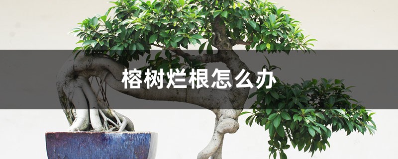 榕樹(shù)爛根怎么辦