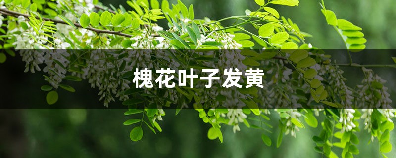 槐花黃葉的原因和處理辦法