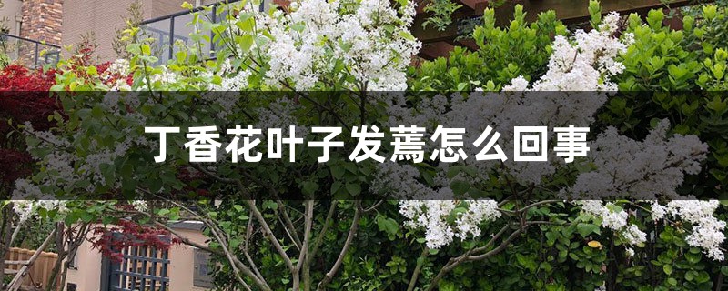 丁香花葉子發(fā)蔫怎么回事，葉子發(fā)蔫怎么辦