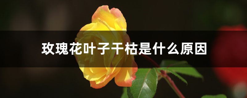 玫瑰花葉子干枯是什么原因，葉子黃了是什么原因