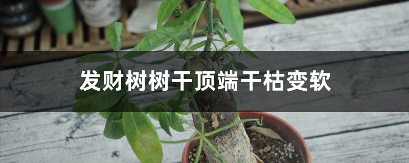 發(fā)財(cái)樹(shù)樹(shù)干頂端干枯變軟怎么辦，可以鋸掉嗎