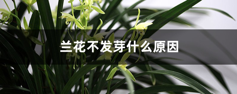 蘭花不發(fā)芽是什么原因，怎么養(yǎng)才能多發(fā)芽