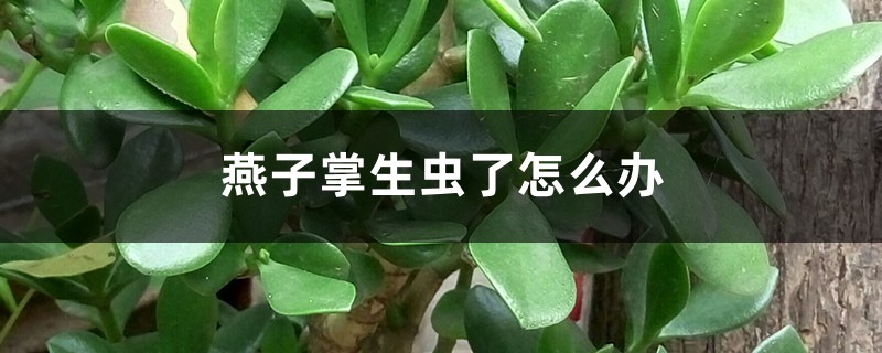 燕子掌生蟲了怎么辦