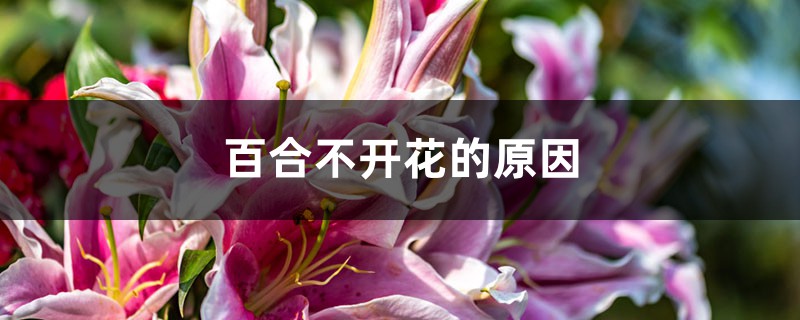 百合不開(kāi)花的原因，不開(kāi)花怎么辦