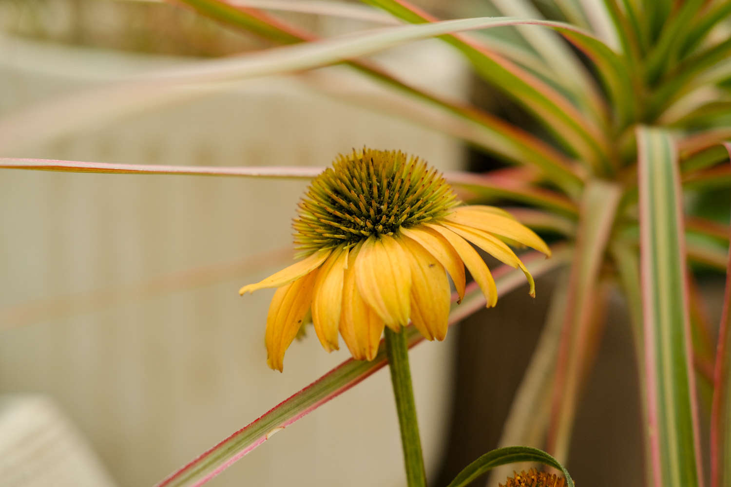 松果菊