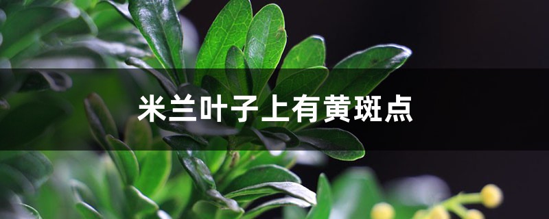 米蘭葉子上有黃斑點(diǎn)，米蘭葉子黃是怎么回事