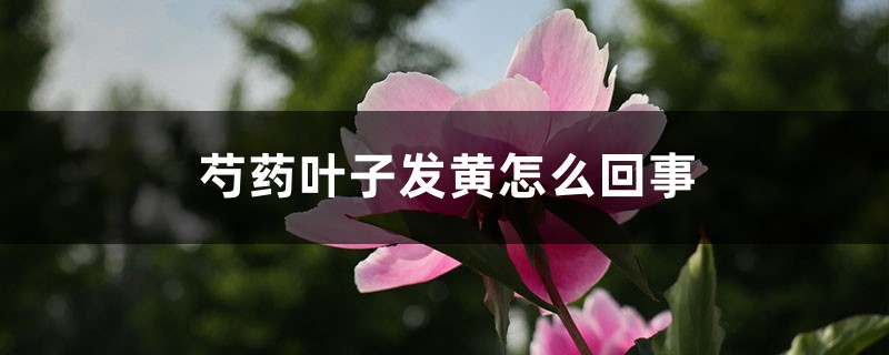 芍藥葉子發(fā)黃怎么回事，芍藥葉子枯萎