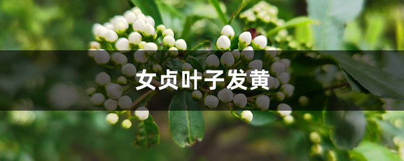 女貞黃葉的原因和處理辦法