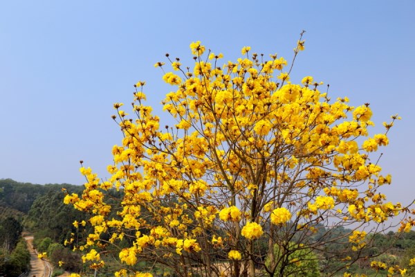 黃花風(fēng)鈴木的病蟲(chóng)害防治