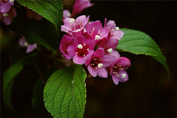 海仙花的病蟲(chóng)害防治