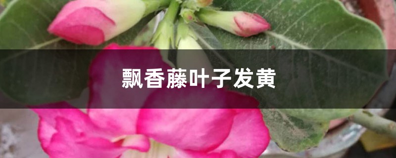 飄香藤黃葉的原因和處理辦法