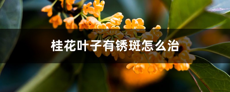 桂花葉子有銹斑怎么治，干枯怎么急救