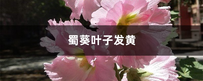 蜀葵黃葉的原因和處理辦法