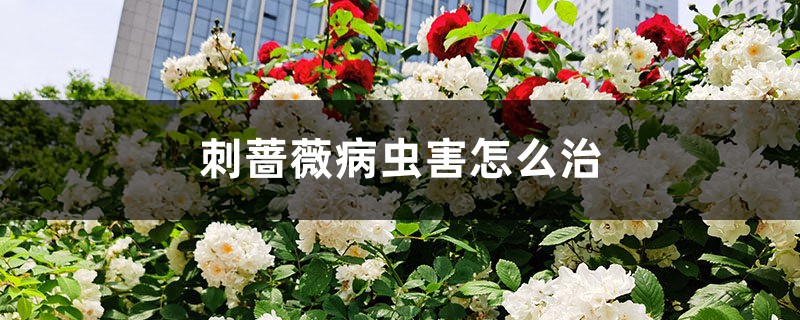 刺薔薇病蟲害怎么治