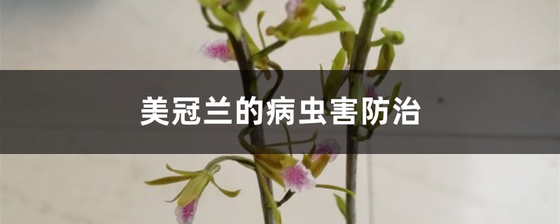 美冠蘭的病蟲害防治