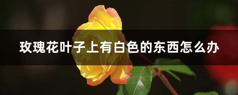 玫瑰花葉子上有白色的東西怎么辦，長(zhǎng)白色的毛是怎么回事