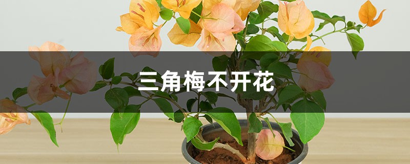 三角梅不開花怎么辦