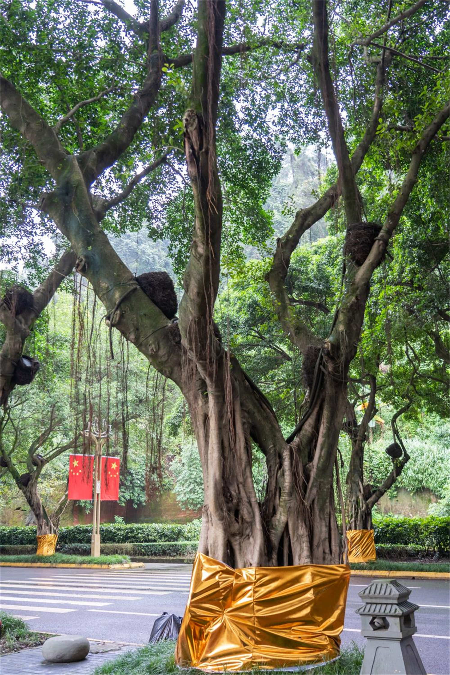 怎么制作榕樹附石盆景