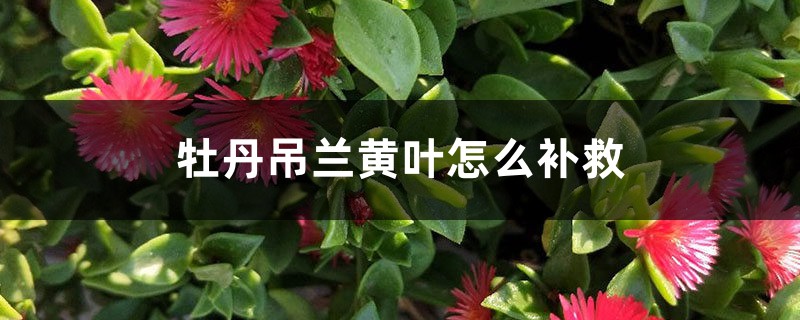 牡丹吊蘭黃葉的原因和處理辦法