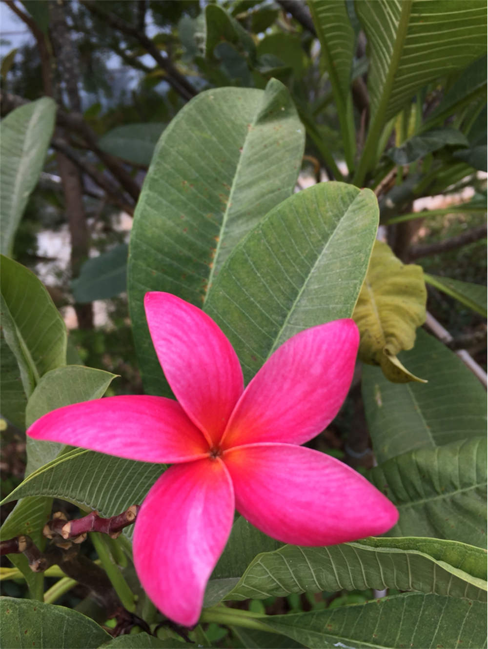 紅雞蛋花圖片