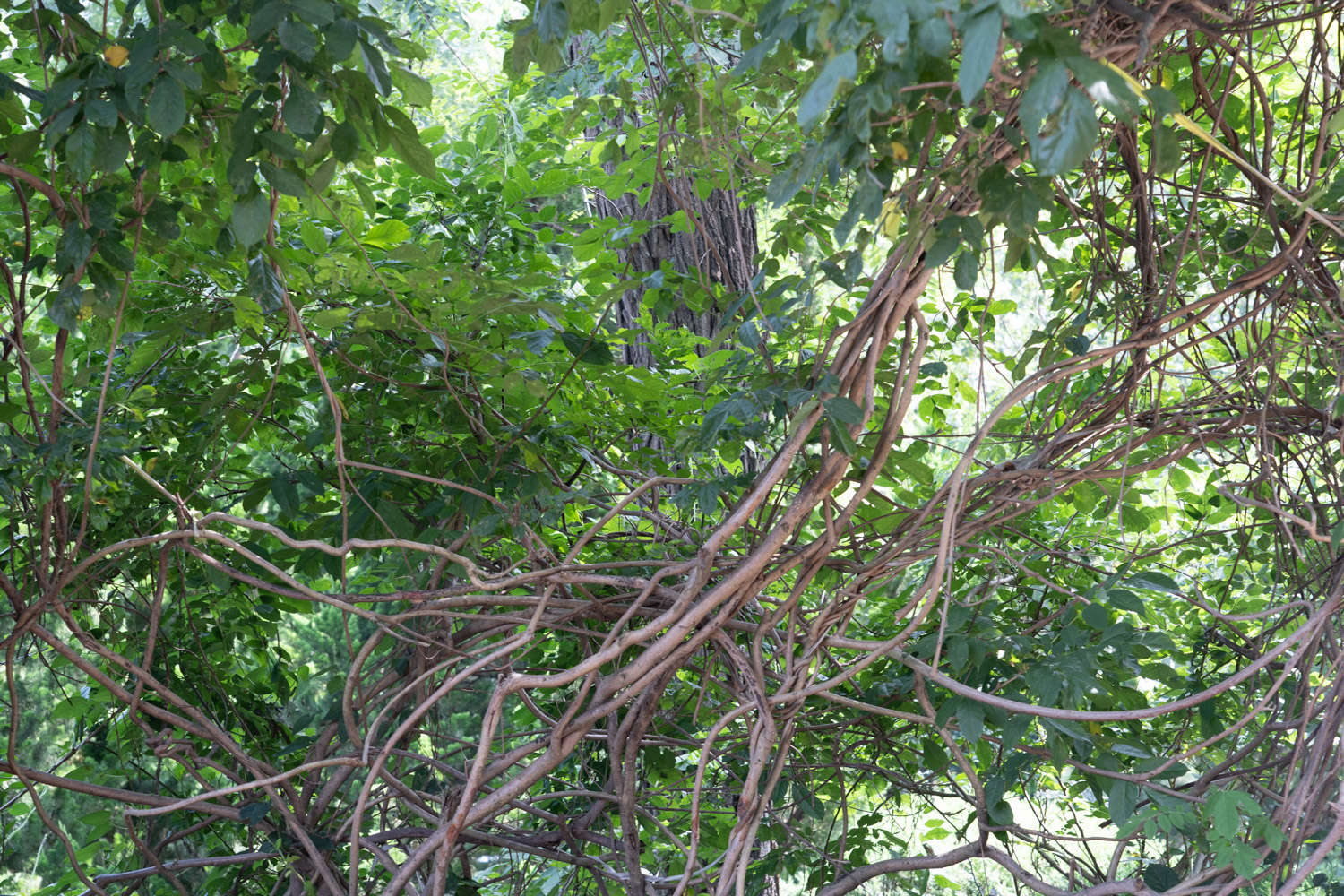 紫藤花盆景圖片