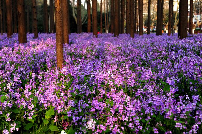 諸葛菜花語(yǔ)寓意與作用