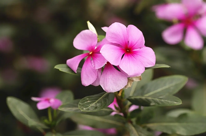 長春花花語，愉快的回憶