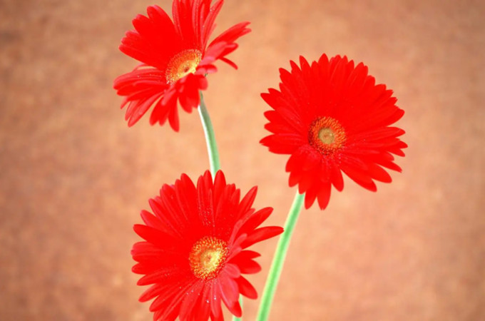 扶郎花和非洲菊是同一種花嗎