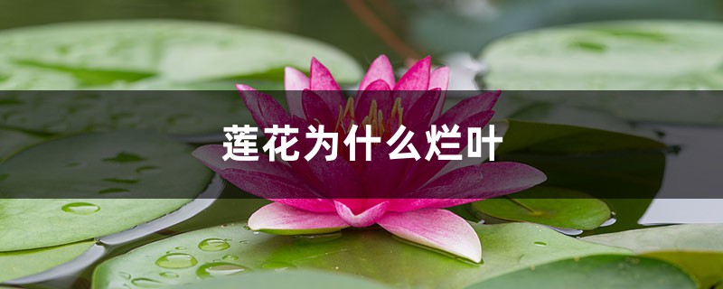 蓮花為什么爛葉，爛葉怎么辦