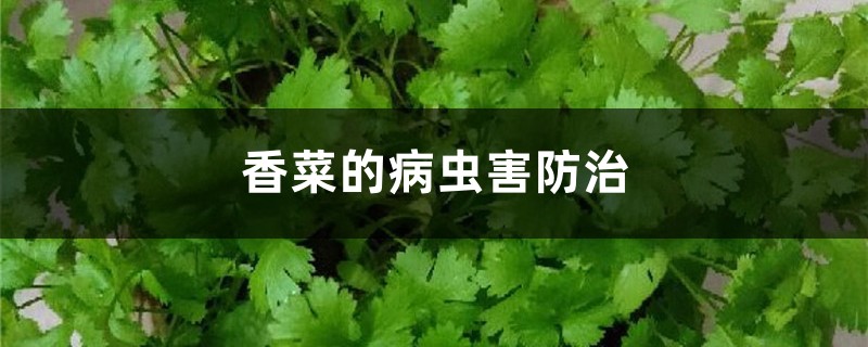 香菜的病蟲害防治