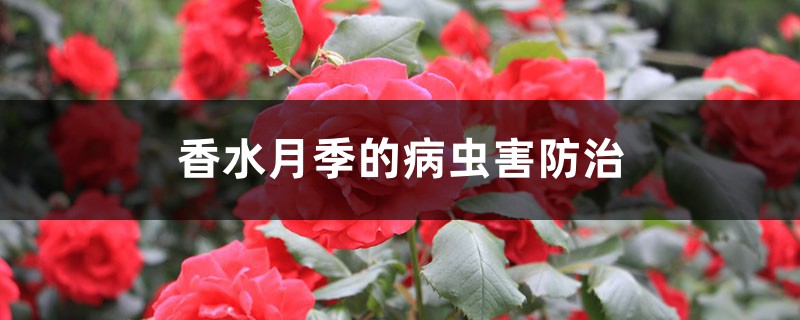 香水月季的病蟲(chóng)害防治