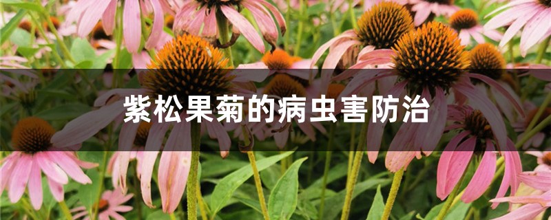 紫松果菊的病蟲(chóng)害防治