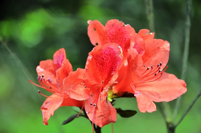 杜鵑花的傳說和花語