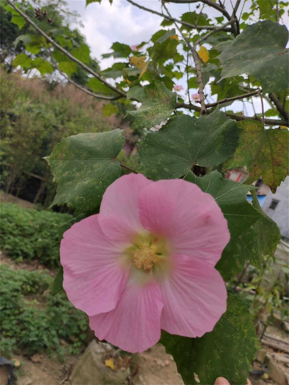 木芙蓉花圖片