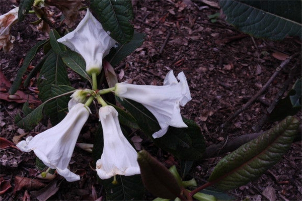 百合花杜鵑的病蟲(chóng)害防治