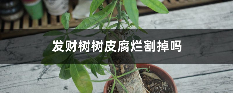 發(fā)財(cái)樹樹皮腐爛割掉嗎，樹皮沒了會(huì)自己修復(fù)嗎